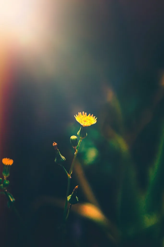 backyard bliss, yellow flower in tilt shift lens